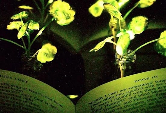 t گیاهان درخشان به جای لامپ روی میز کار شما در آینده نزدیک!